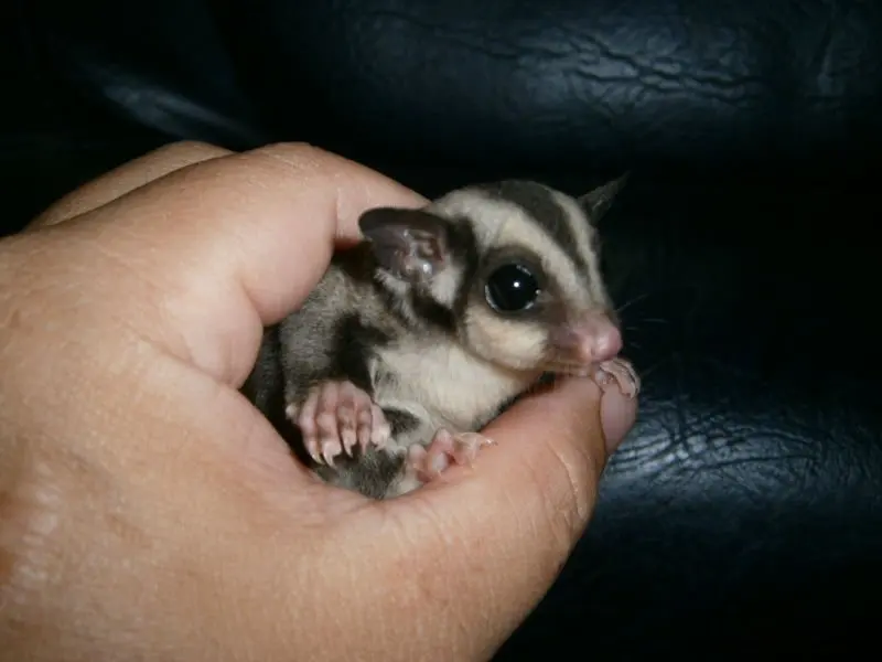 Sugar Glider For Sale - petfinder