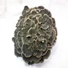 Maitake Extract powder polysaccharides 10% 20% 30% 40% etc