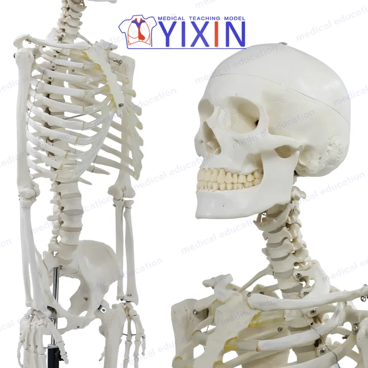 
Human Skeleton model, 170cm, full size, articulated, educational model, anatomical model 
