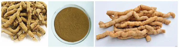 China Herbal Plant Morinda Officinalis Root Extract For Impotence.jpg