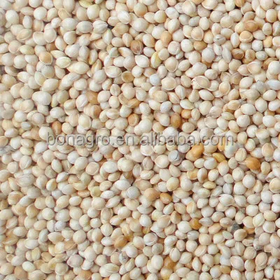 
bulk white millet 