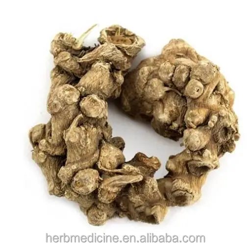 Japanese Ginseng Root From Panax Japonicus C A Mey Buy Japanese Ginseng Root Panax Japonicus C A Mey Panax Japonicus Product On Alibaba Com