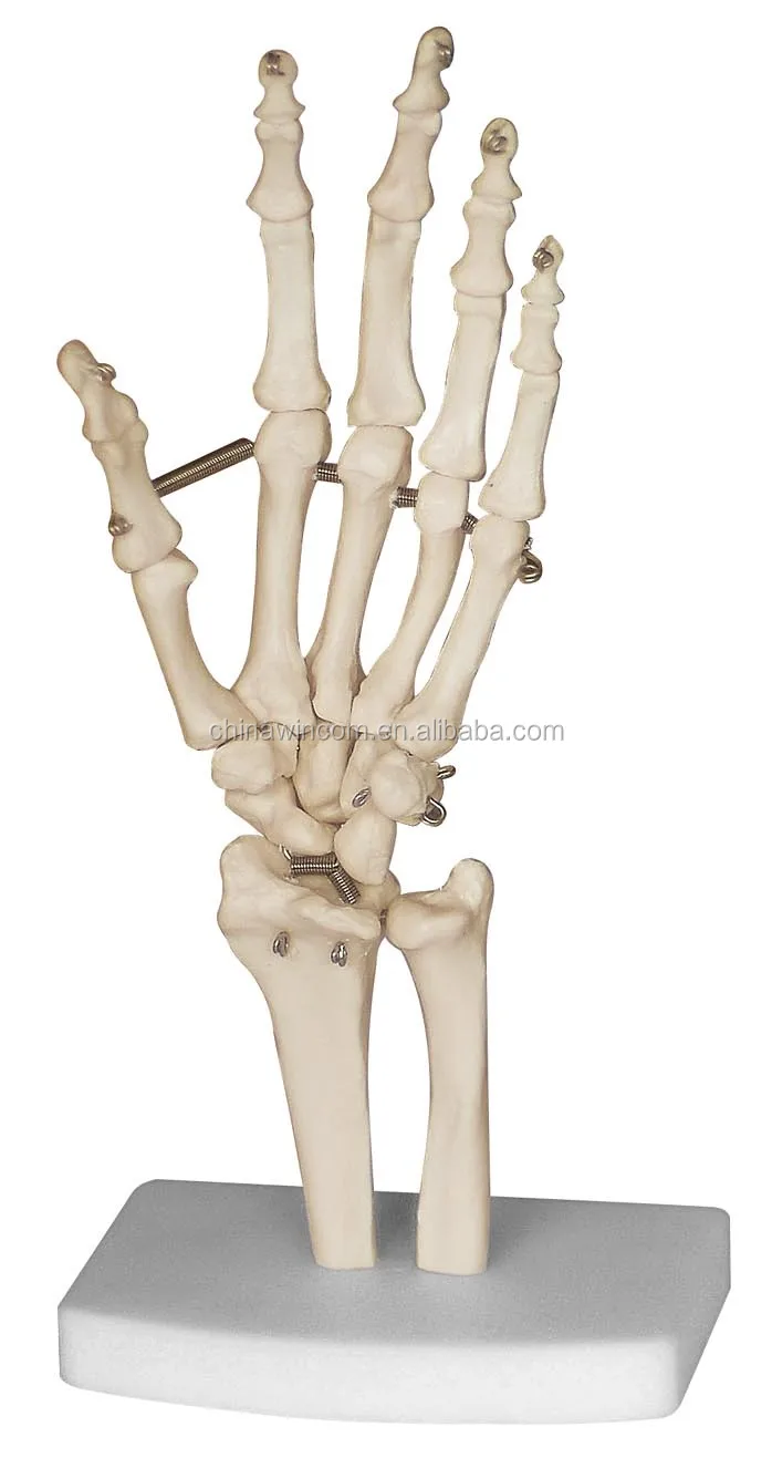hand model anatomical/hand bone model