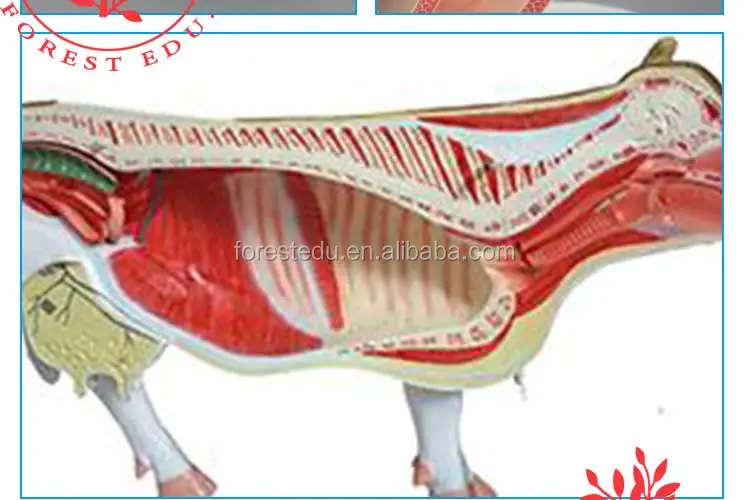 9 Cow anatomical model.jpg