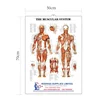 Anatomical medical poster 3D embossed wall charts ,the muscular system poster