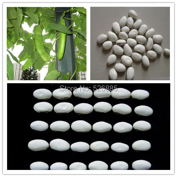 Online Kaufen Großhandel whites bean aus China whites bean