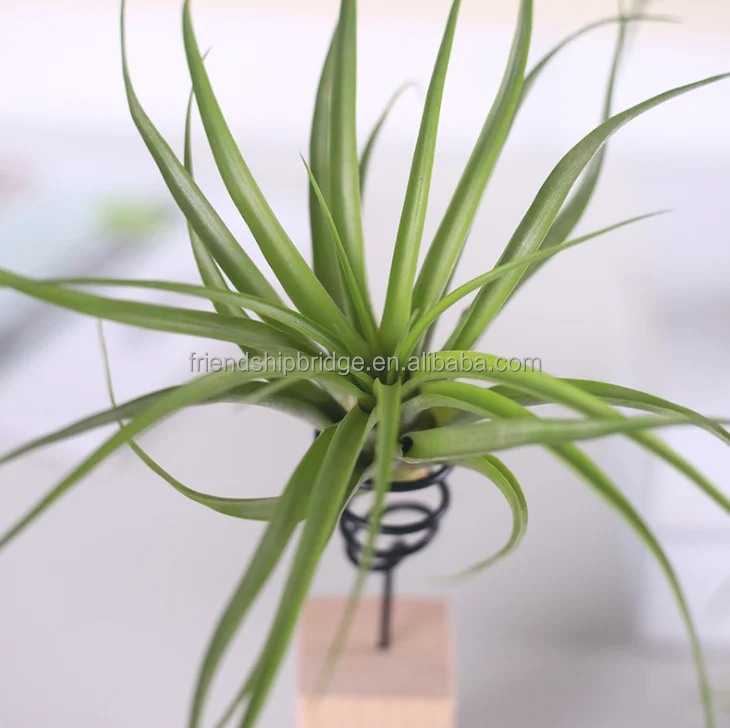 
Various high quality real Tillandsia Air Plants 