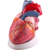 Human Heart Model Biological Demonstration Science Equipment