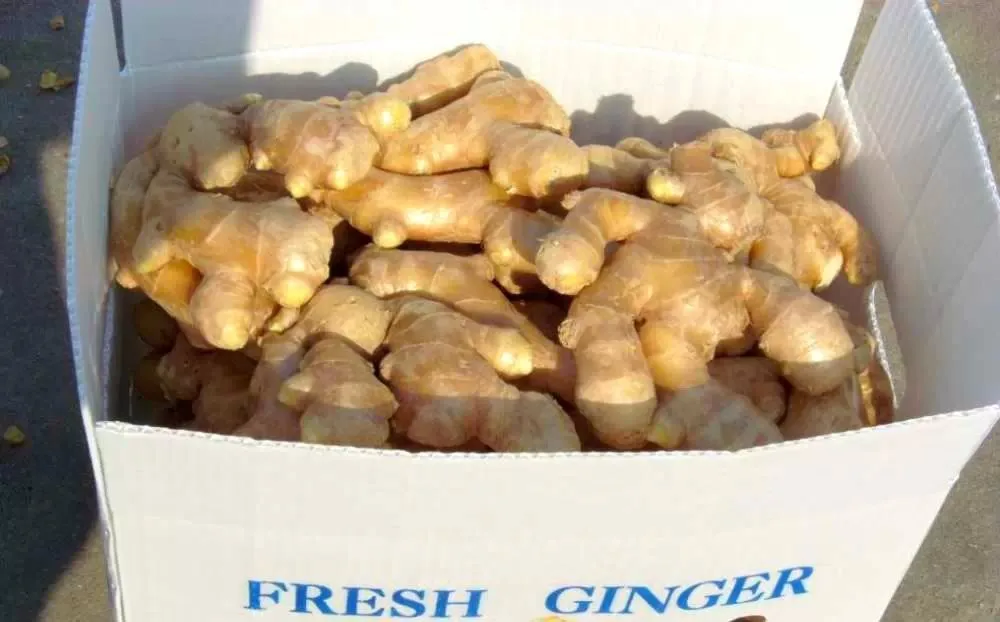 Fresh Ginger Big Size Pvc Box For Export Buy Fresh Ginger Pricebig Size Gingerginger Export