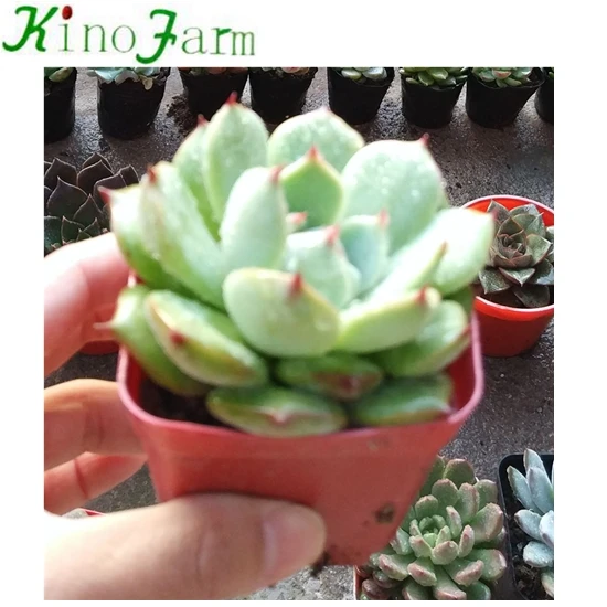 
Cactus And Succulent 