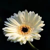white gerberas flowers for floral wholesale From Kunming