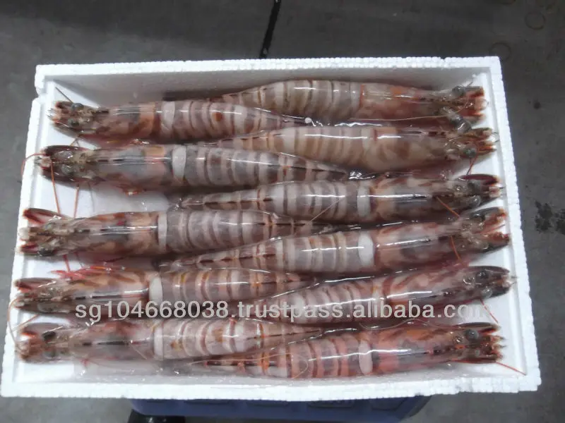 Frozen Bamboo Shrimp Or Kuruma Or Japanese Tiger Shrimp Hoso From Cn
