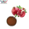 Bulk in stock Pomegranate peel extract punicalagin powder , Free samples pure natural punicalagin 40%