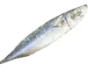 Frozen Fresh Ocean Seafoods Pacific Mackerel Fish With Good Price