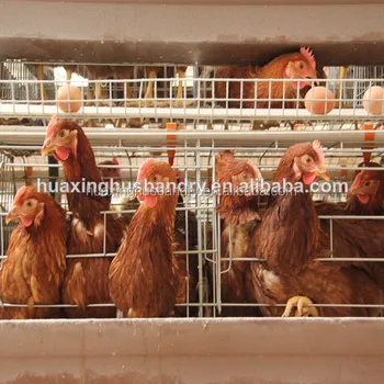 Ladder Type Kenya Chicken Farm Hot Sale Layer Poultry Battery Cages For Chickens Buy Ladder Type Kenya Chicken Farm Cagehot Sale Layer Poultry