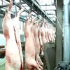 Cheap Price Turnkey Project Abattoir Machine Pork Slaughterhouse Equipment Butcher Line with Cold Room