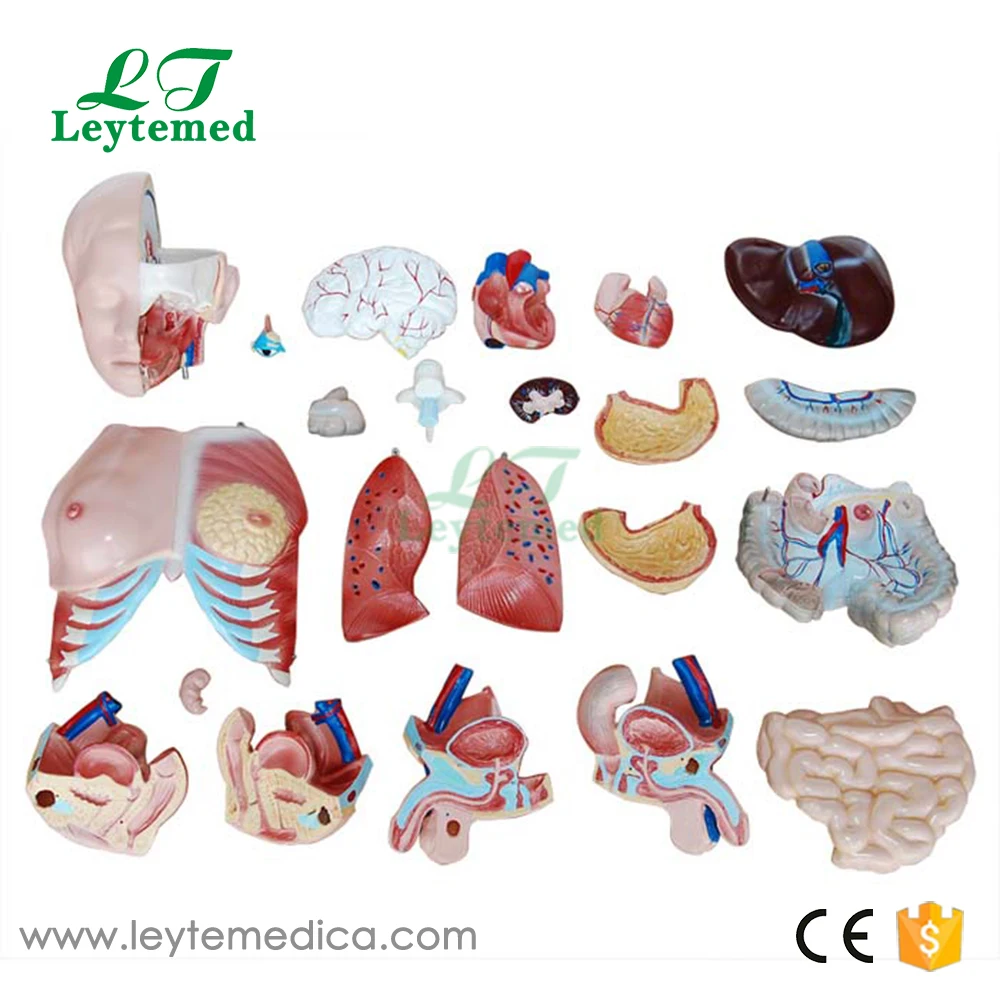 Xc 204 85cm 23 Parts Human Anatomical Unisex Torso Teaching Model Buy