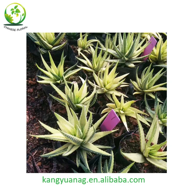 
Beautiful color natural Haworhtia margaritifera variegata 