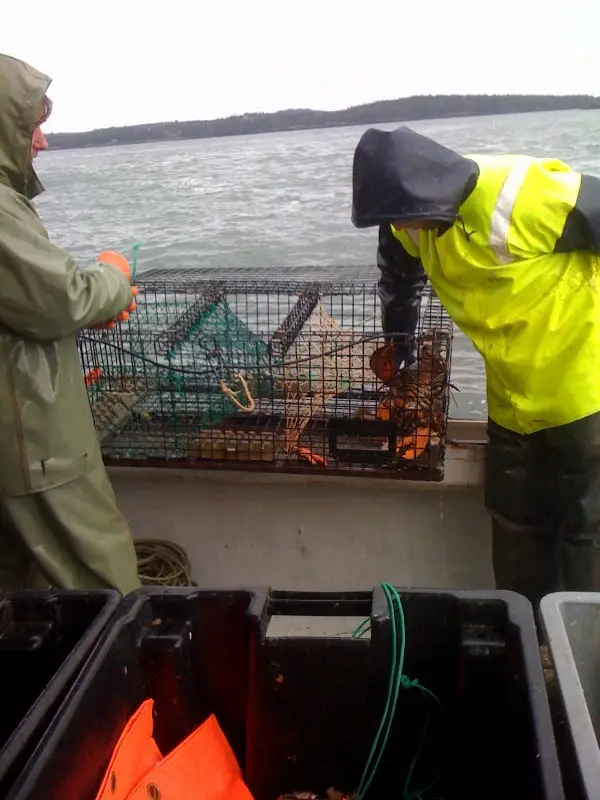 
live candian lobster 