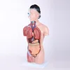 Life Color School Training Hot Sale Medical Science Female Model(15 Pieces) 42cm Transverse Section 85cm Human Male Torso Model
