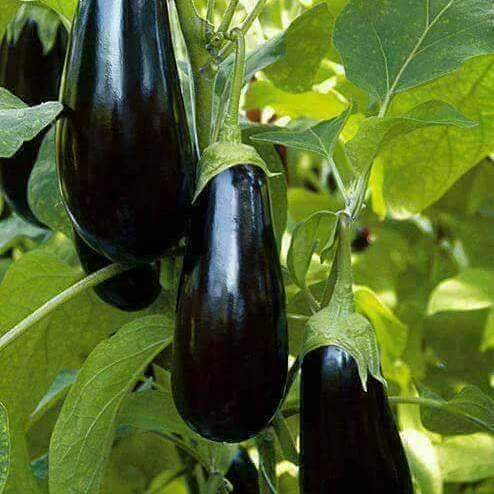 
wholesale fresh black eggplant from Egypt 