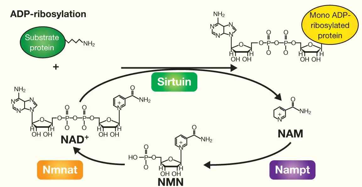 Над форум. ADP ribosylation. ADP ribosylation Токсин. NMN фермент. Nicotinamide mononucleotide (