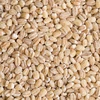 Hot Sale New Crop Barley for malt / Barley Animal feed For Sale