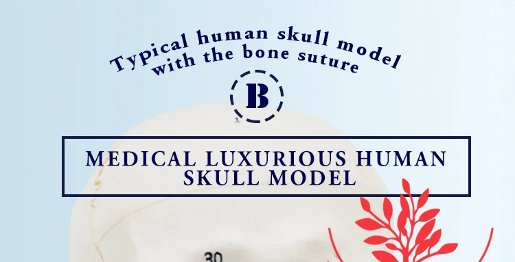 1 anatomical skull model.jpg