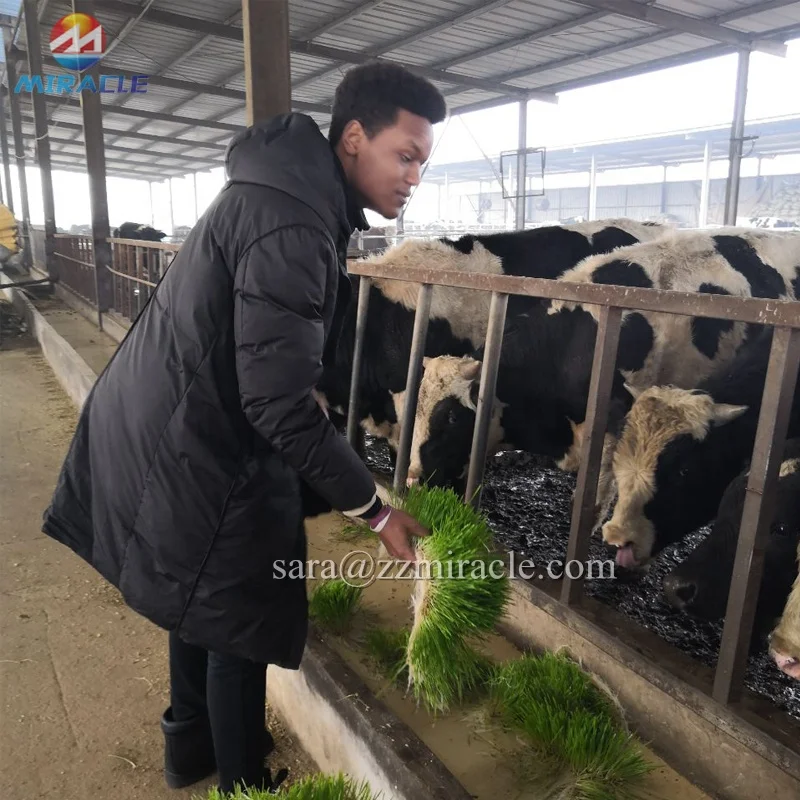 hydroponics green forage room 4.jpg