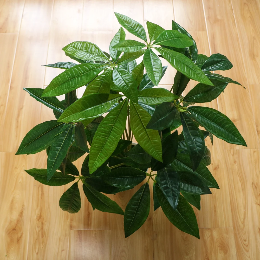 brand wholesale pachira aquatica pachira money tree plant