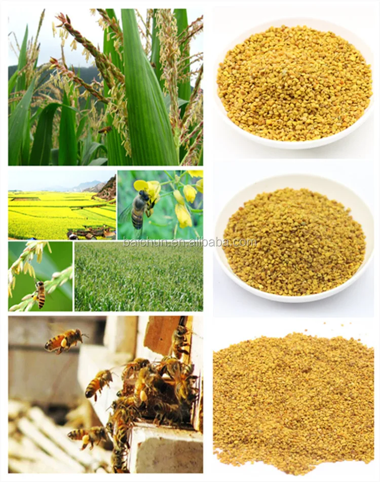 天然玉米蜂花粉颗粒纯度 98% 以上