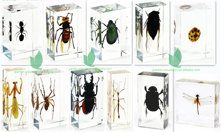 Animal Appearance Series-2.jpg