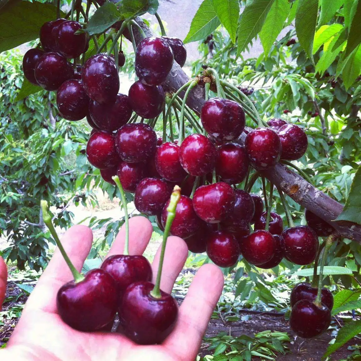 cherries seedlings (1).jpg
