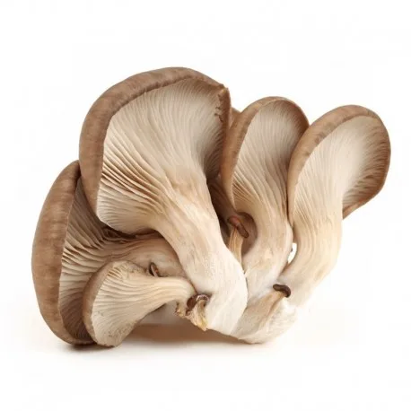 
China Dried oyster mushroom for sale oyster mushrooms 1k  (60800349695)