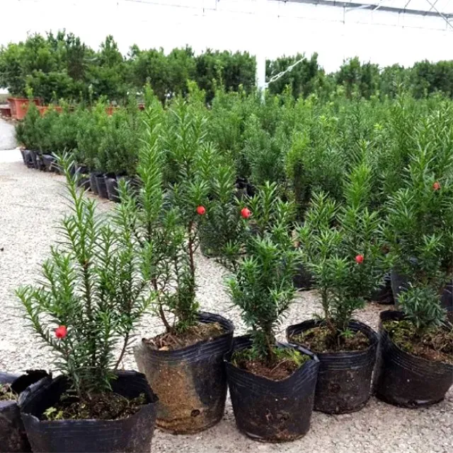 Chinese Yew Seeds (2).jpg