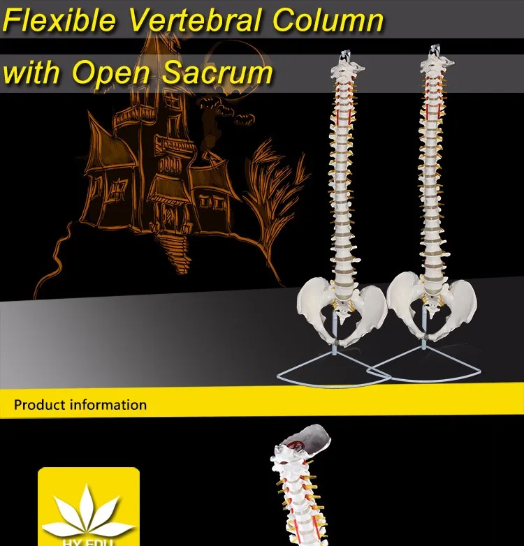 Nutural large factory direct sale artifical medical antomical human spine model