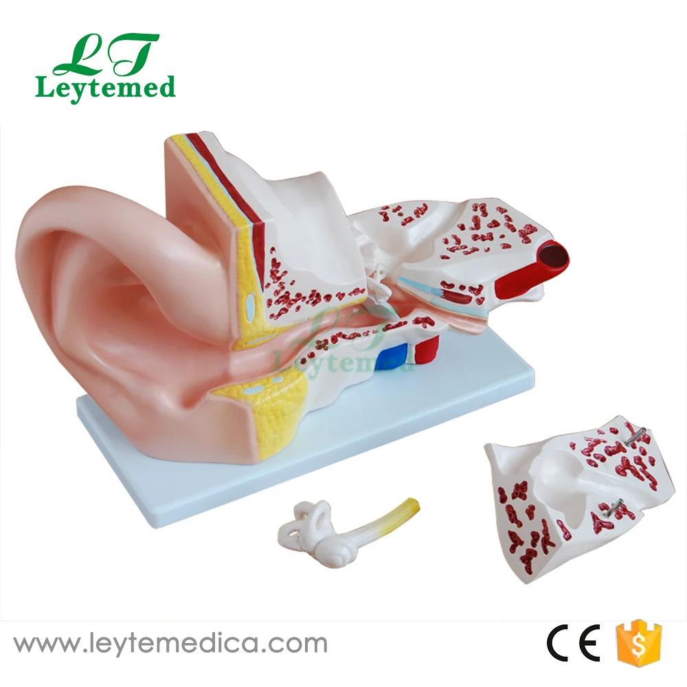 XC-303A Giant Ear Model-1.jpg