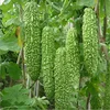 Ku gua High grade F1 hybrid long bitter melon gourd/Balsam pear seeds