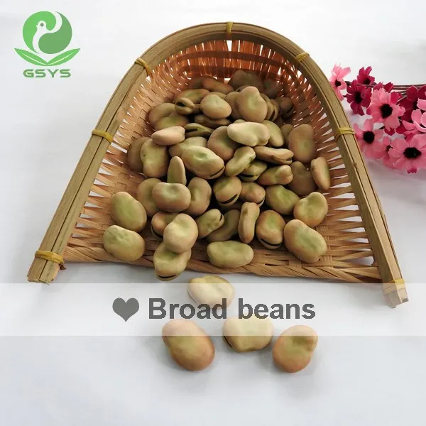 
Chinese broad beans fava beans 40-50 beans/100g Qinghai origin 