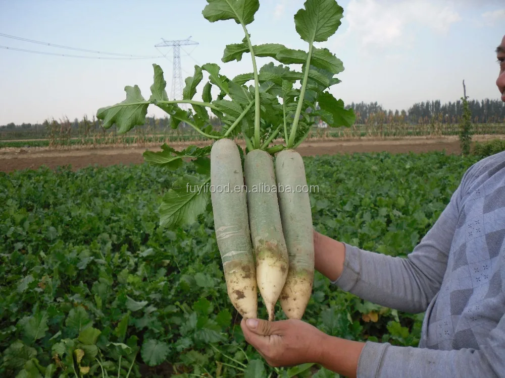 
Chinese Delicious Sweet Fresh Radish / Green Radish 