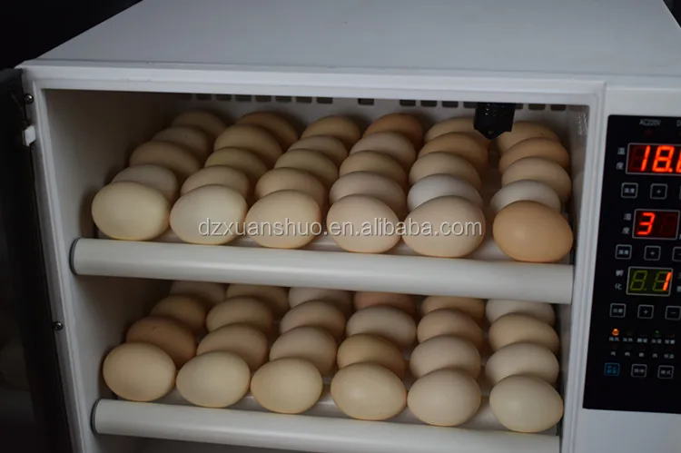 60 eggs incubator 16.jpg