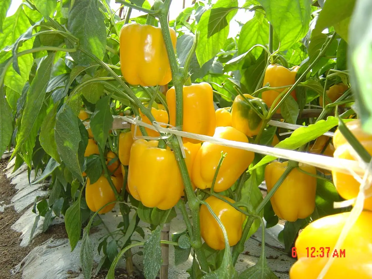 High Yield Green And Yellow Sweet Pepper Seeds-The Queen