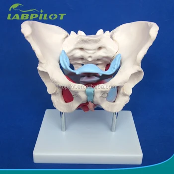 Hot Female Pelvis With Muscles And Organs Model,Human Female Pelvic ...