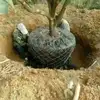 Black wire mesh for tree root wire basket for Tree root Transplanting