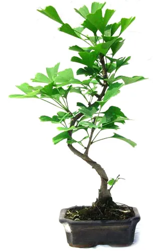 
15cm 20cm 30cm Living Bonsai Podocarpus Acer Ginkgo Ilex 