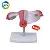 IN-403 The Development Process for Half Size Fetus Fetal development model