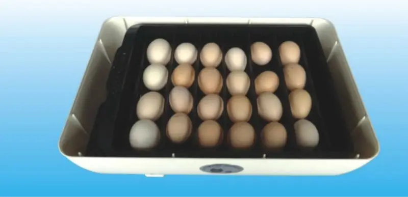 EGG TRAY.jpg