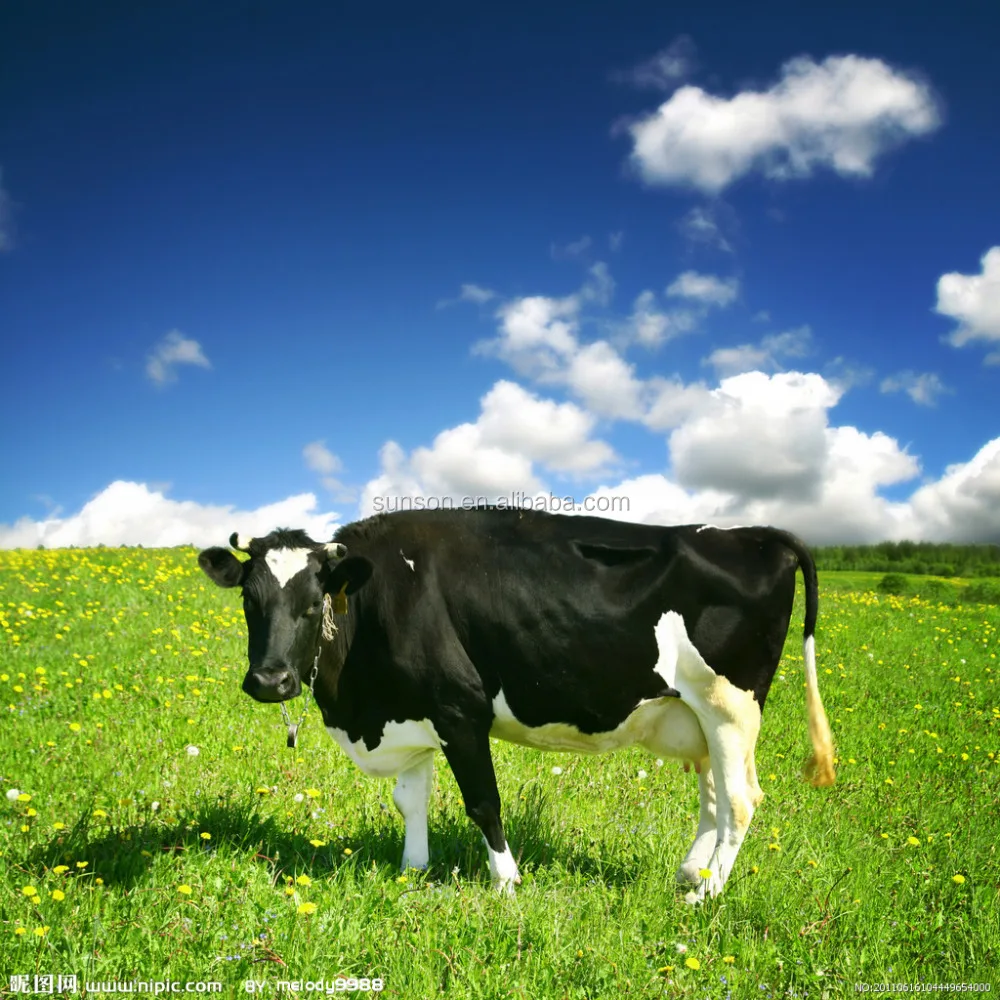 
Feed additive acid cellulase enzymes for animal 
