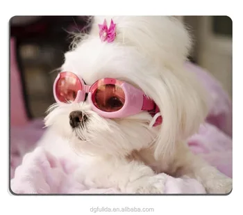 cute maltese dog