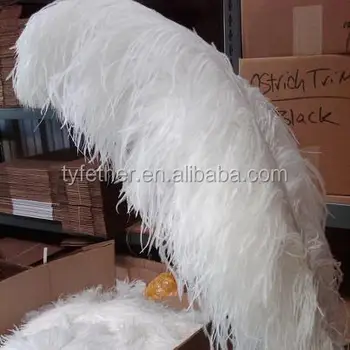 black ostrich plume feathers